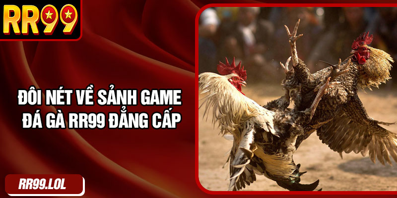 Đôi nét về sảnh game đá gà RR99 đẳng cấp