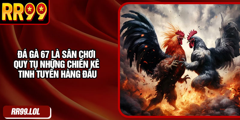 Đá gà 67 là sân chơi quy tụ những chiến kê tinh tuyển hàng đầu