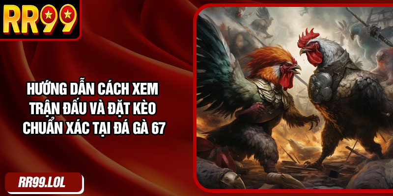 Hướng dẫn cách xem trận đấu và đặt kèo chuẩn xác tại đá gà 67