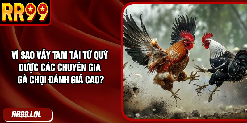 Vì sao vảy tam tài tứ quý được các chuyên gia gà chọi đánh giá cao?